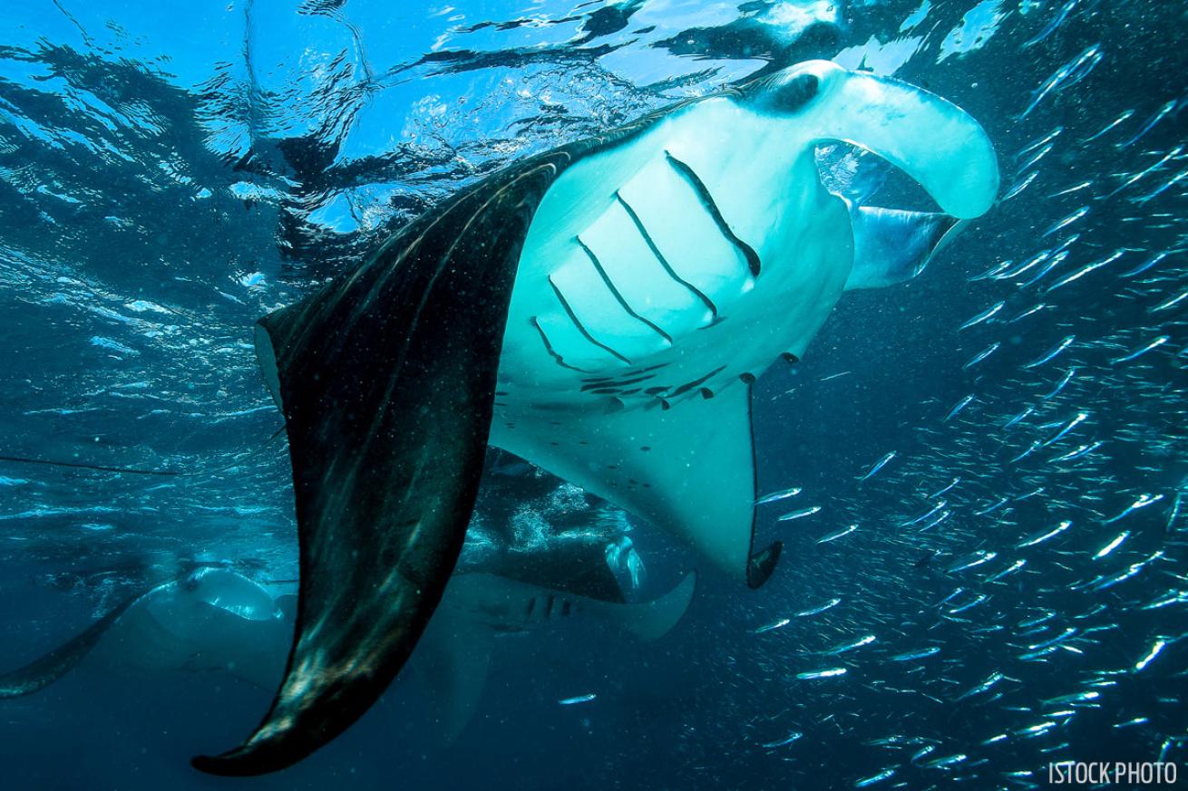 maldives scuba diving manta rays