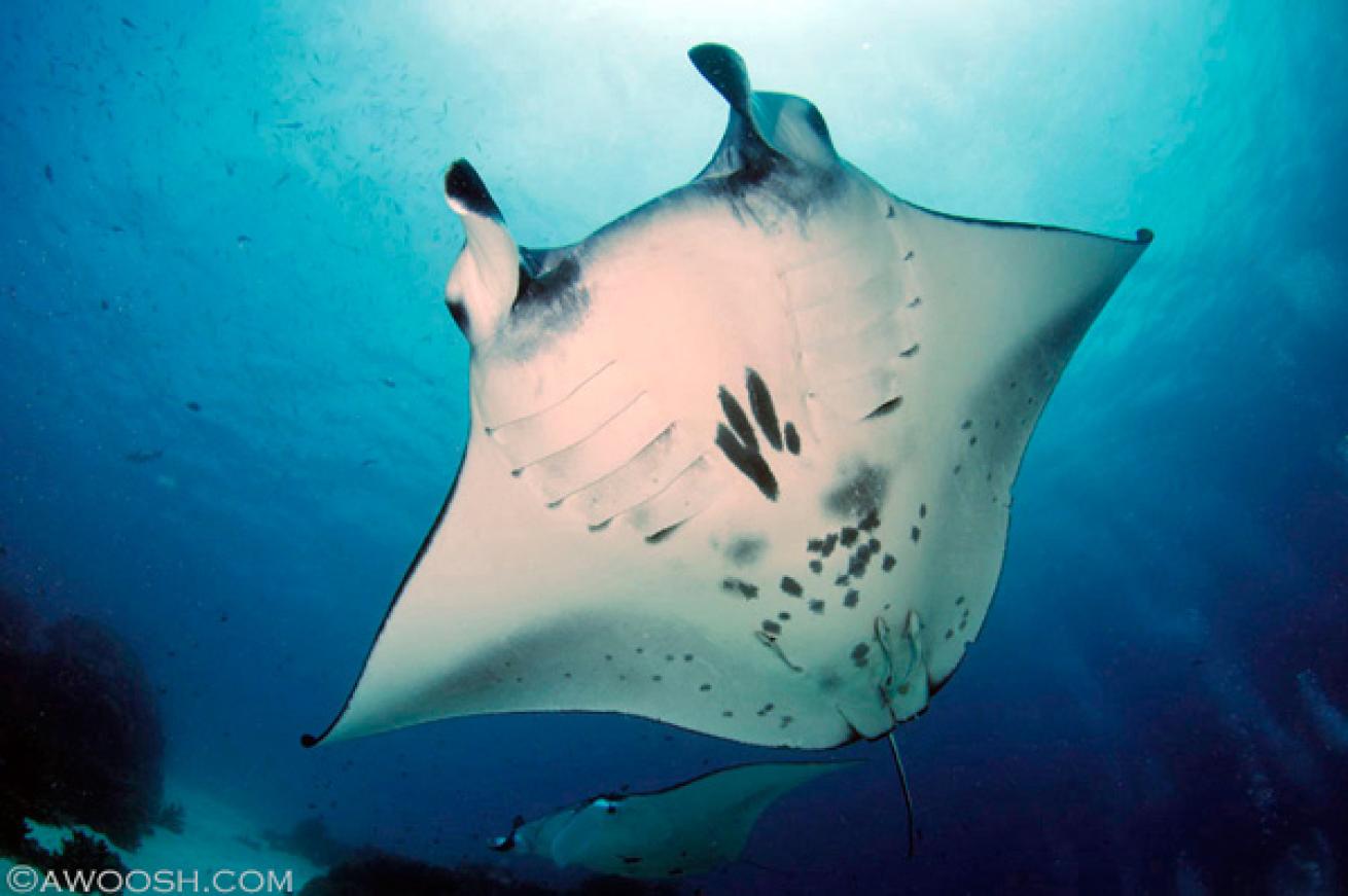 manta ray Raja Ampat underwater photography