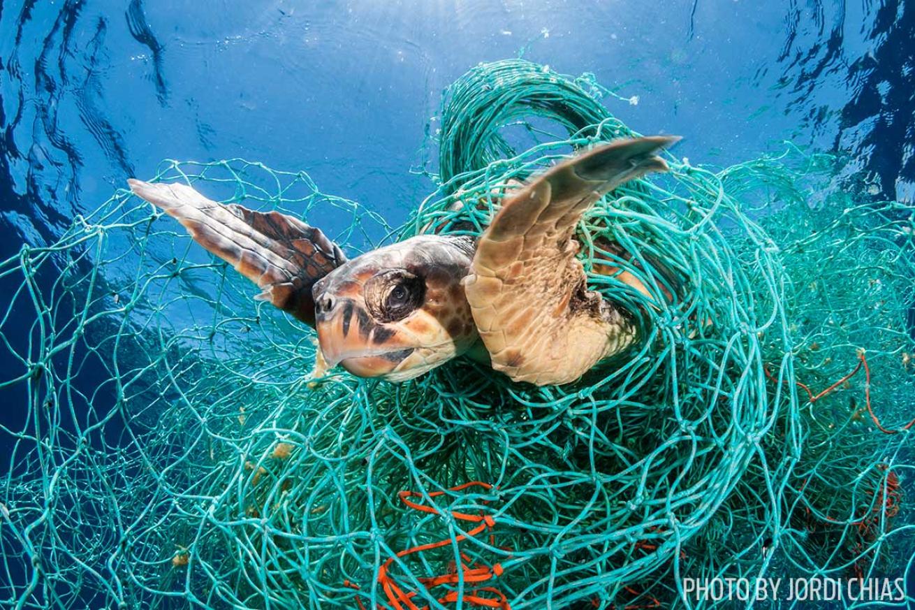 sea turtles stuck net marine conservation