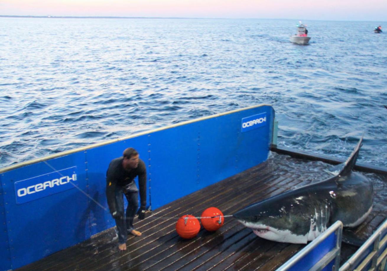 Mary Lee the great white shark being tagged