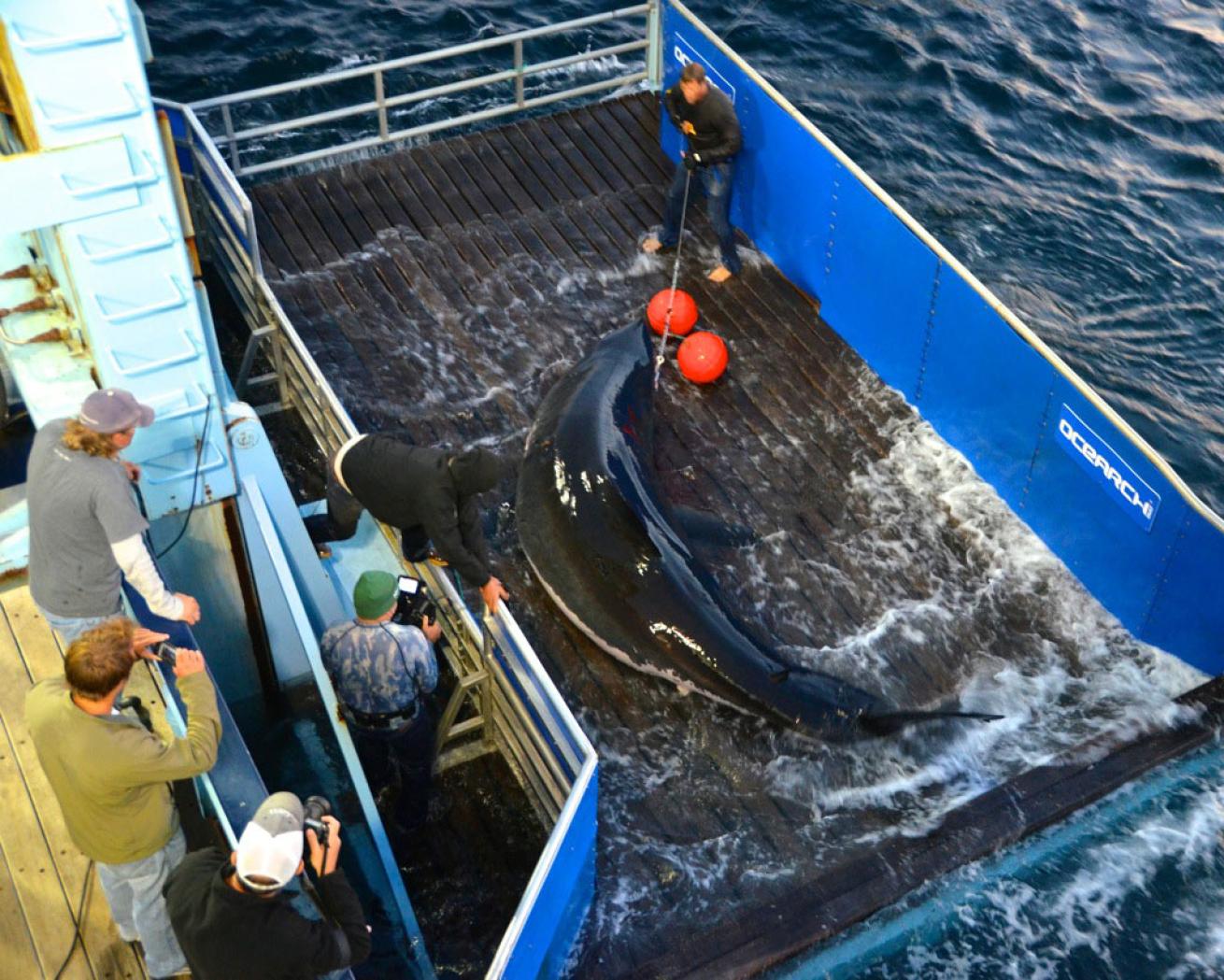 Mary Lee being tagged