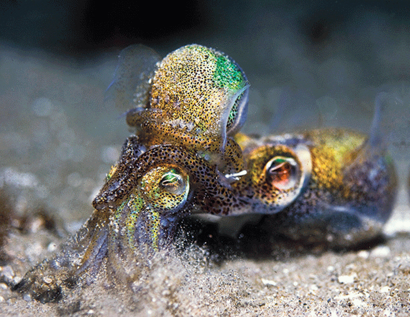 squid mating behavior