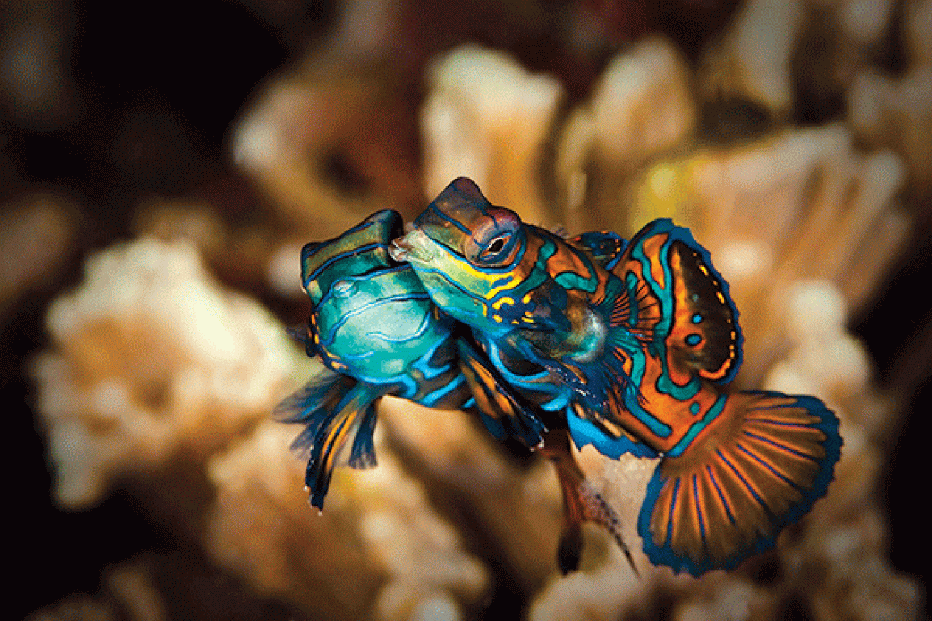 mandarinfish mating behavior