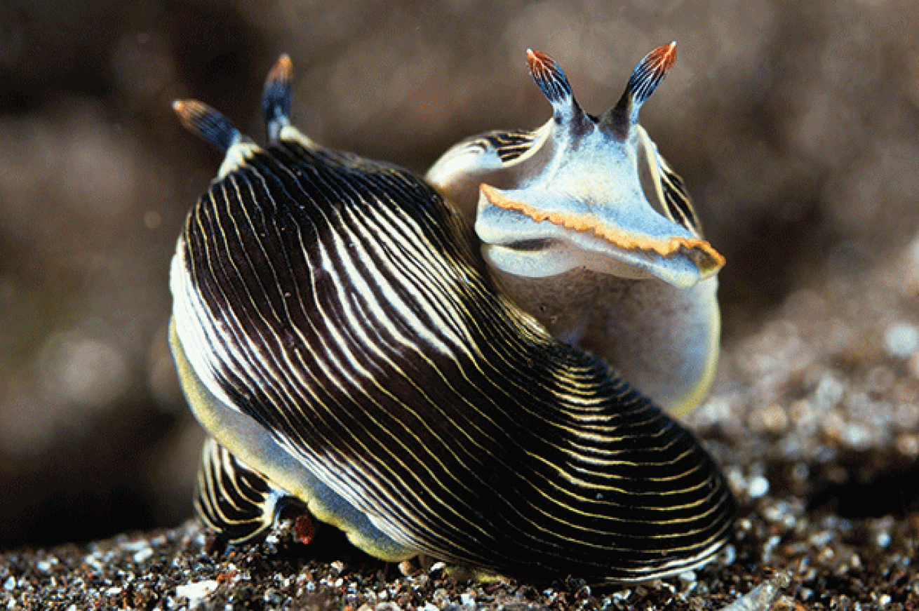 nudibranch mating behavior