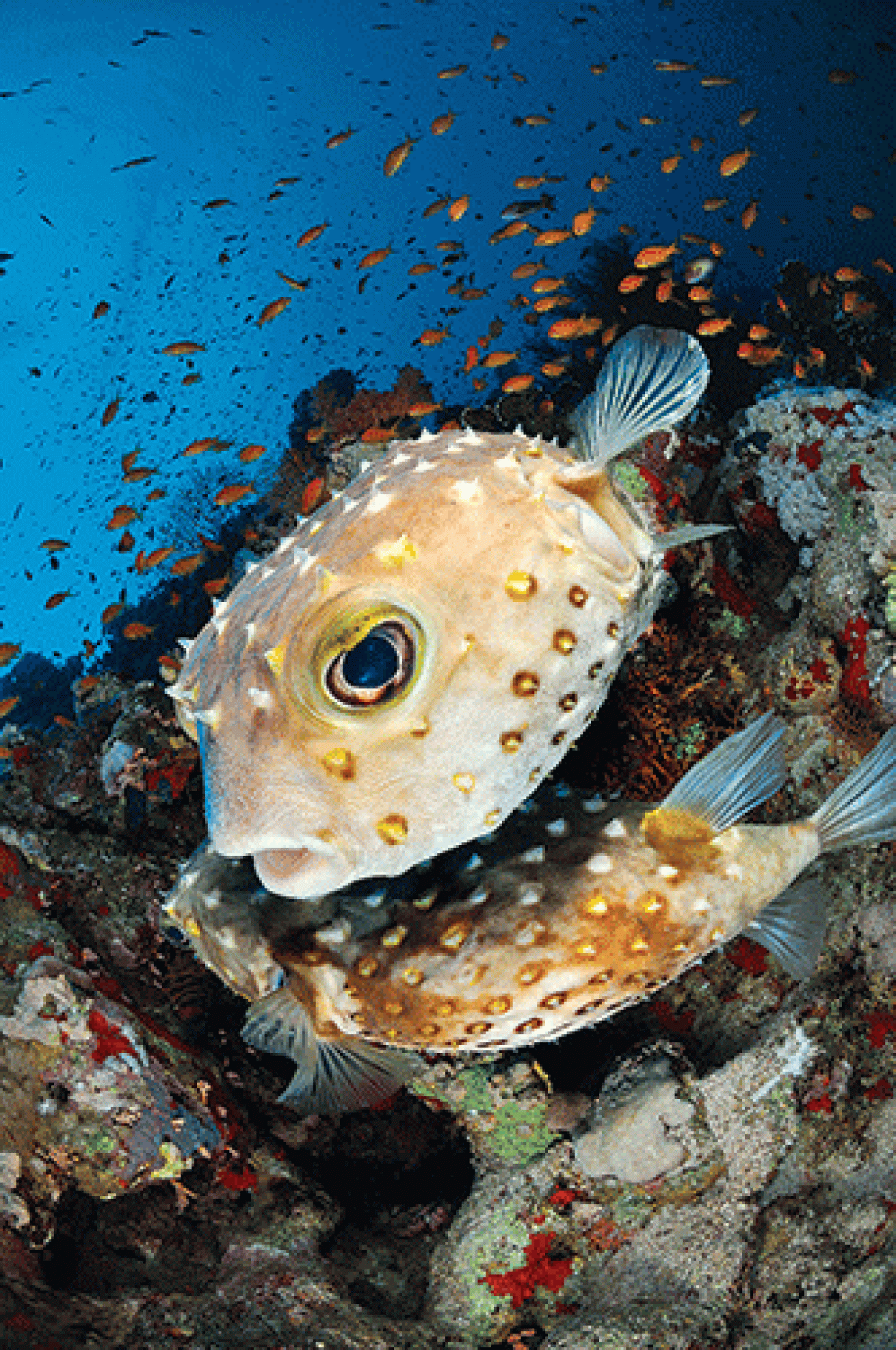 porcupinefish mating behavior