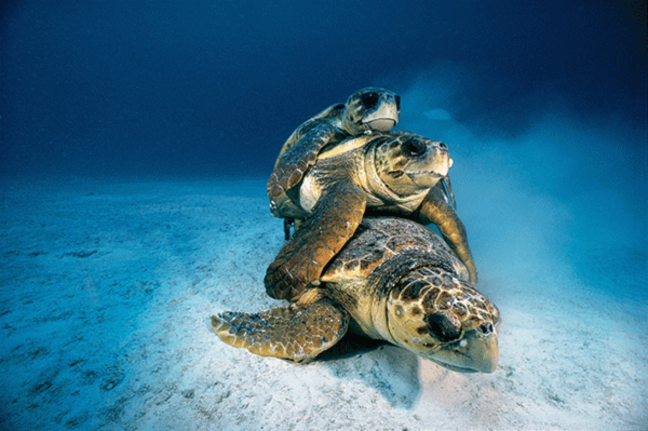sea turtle mating behavior