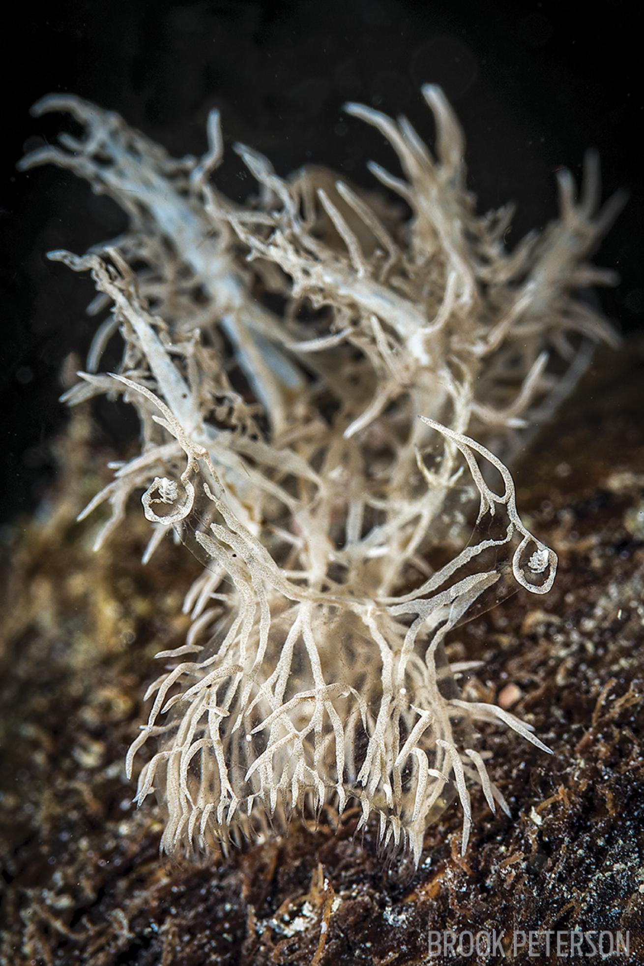 hooded nudibranch melibe