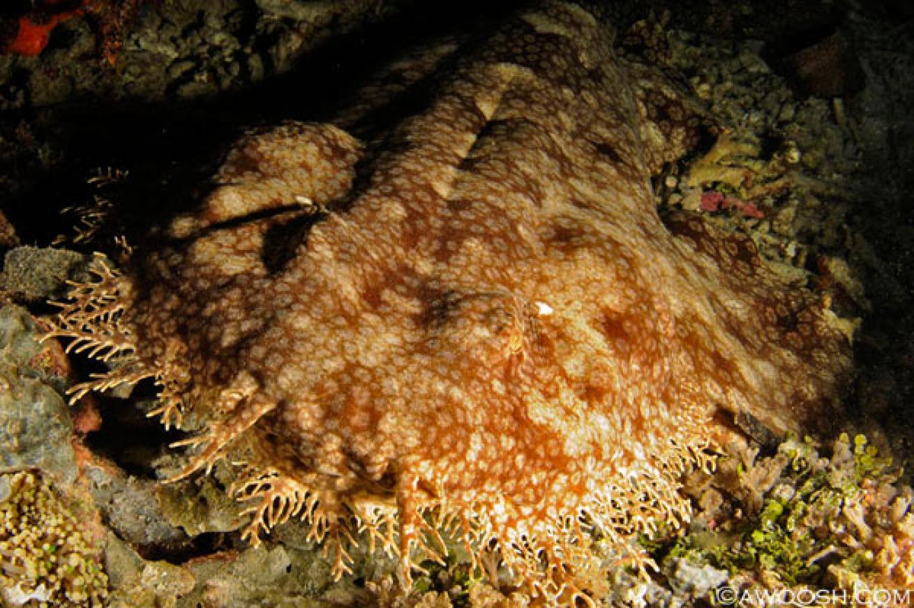 Raja Ampat underwater photography 