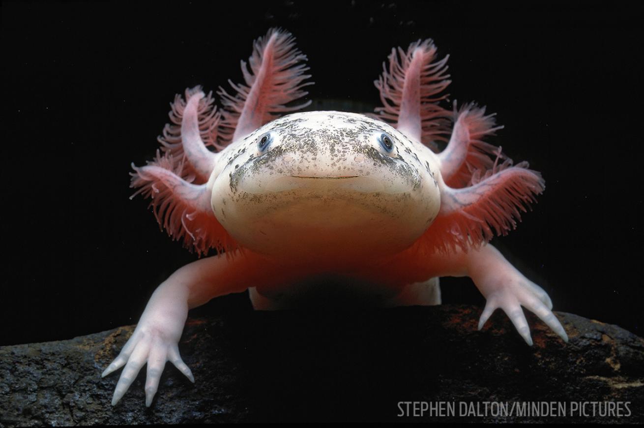 mexican walking fish axolotl
