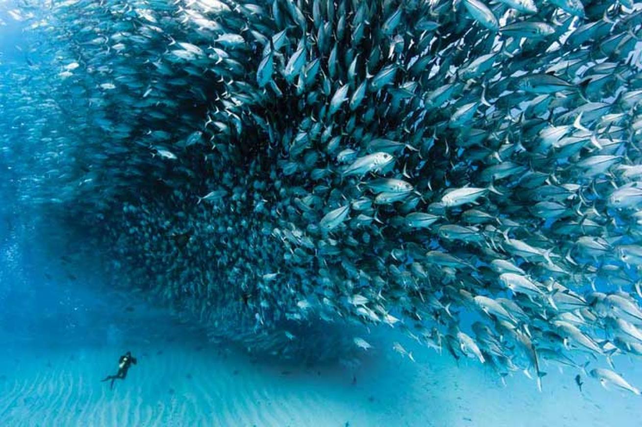school of fish