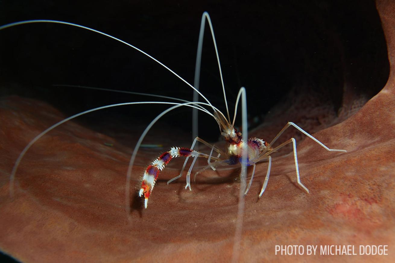 banded coral shrimp