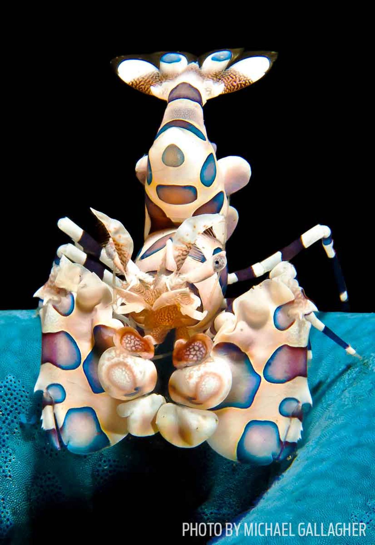 lembeh strait scuba diving