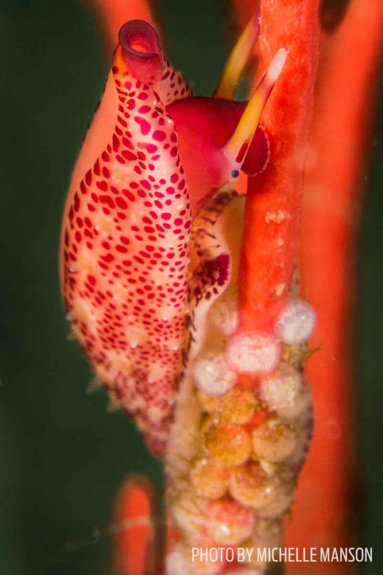 channel islands diving