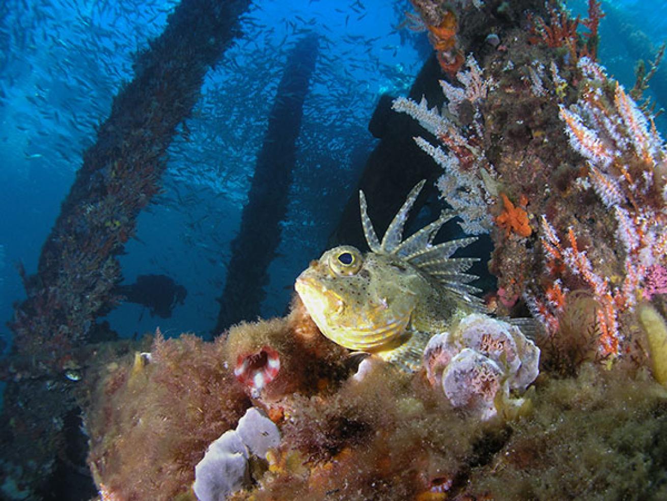 scuba diving Busselton Jetty, Western Australia
