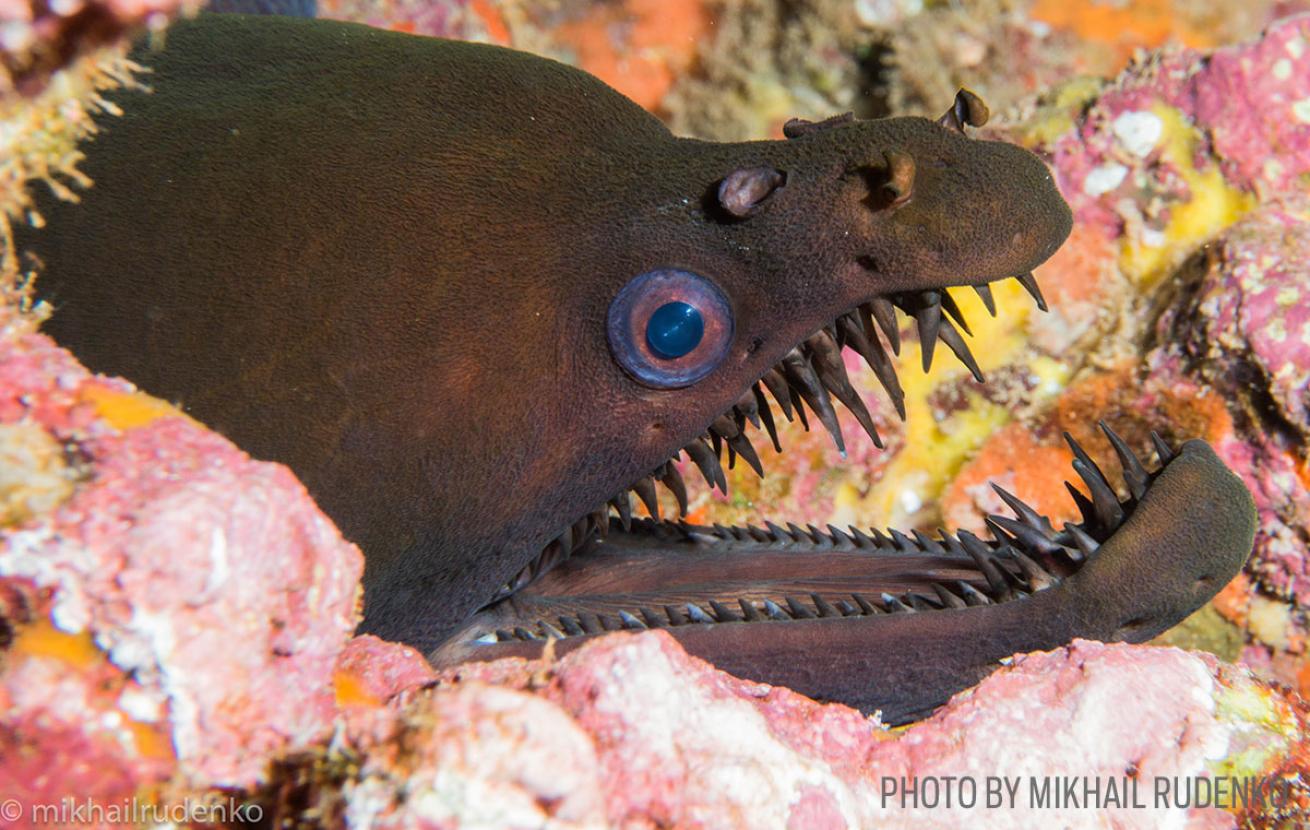 viper moray eel