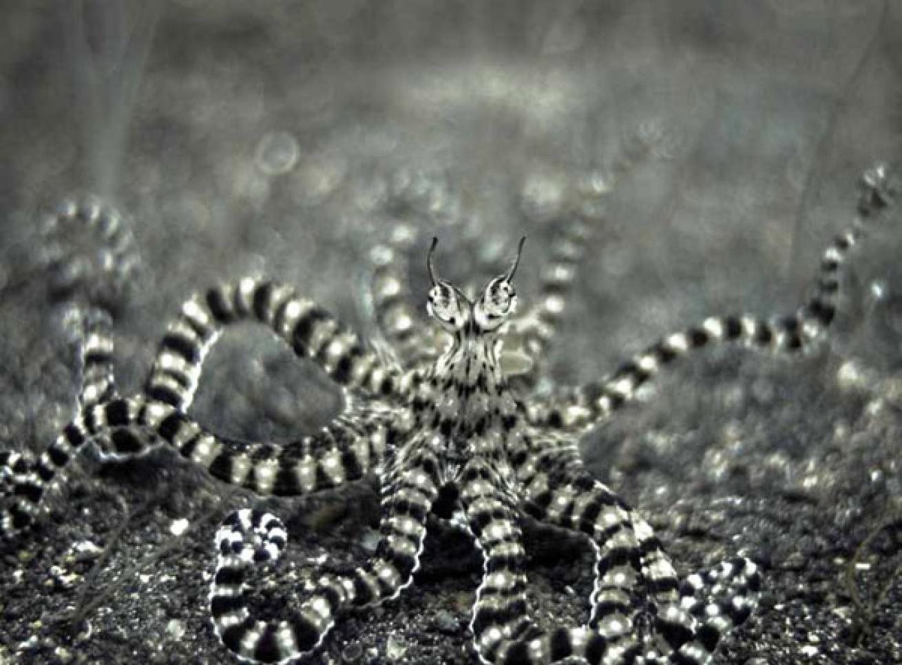 mimic octopus