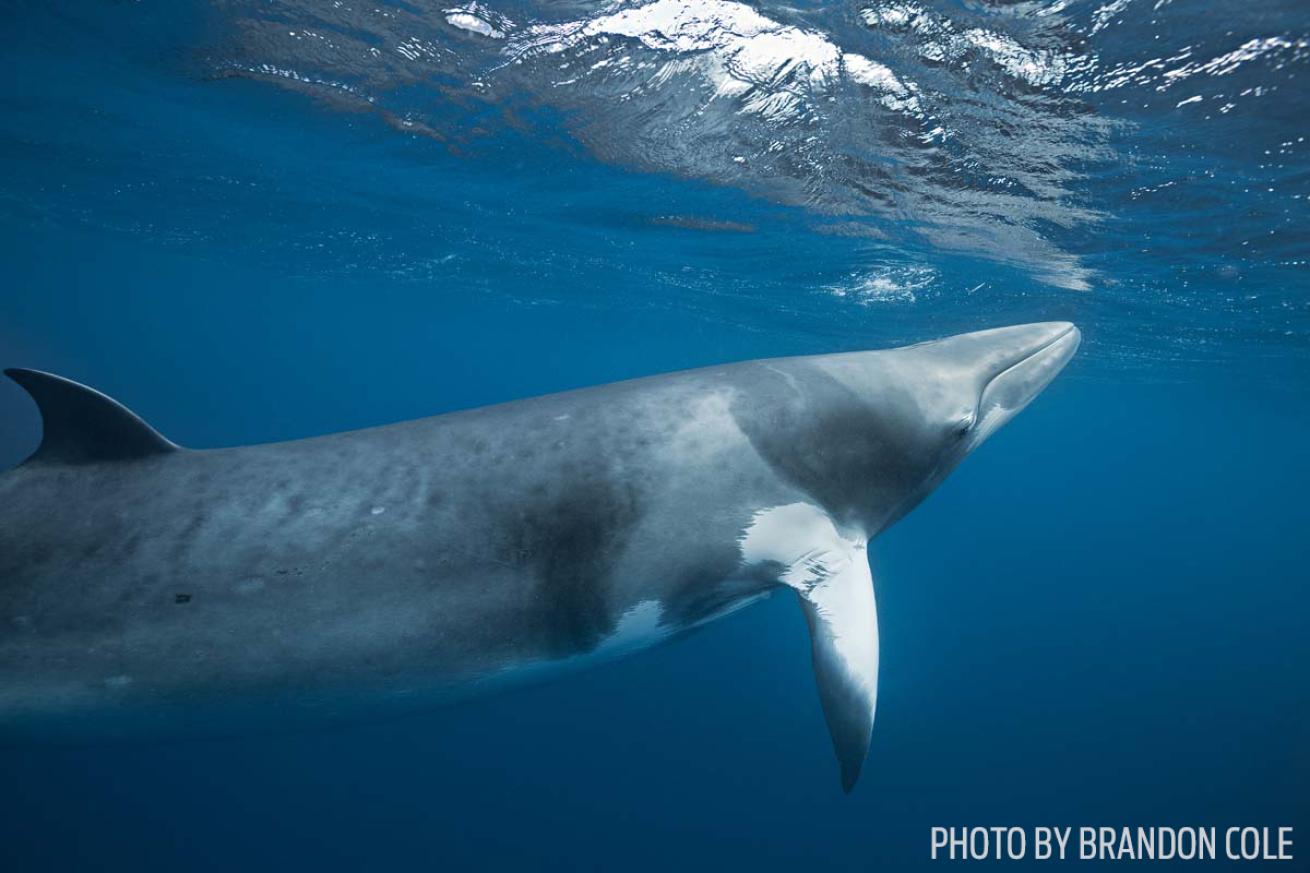 minke whales Australia