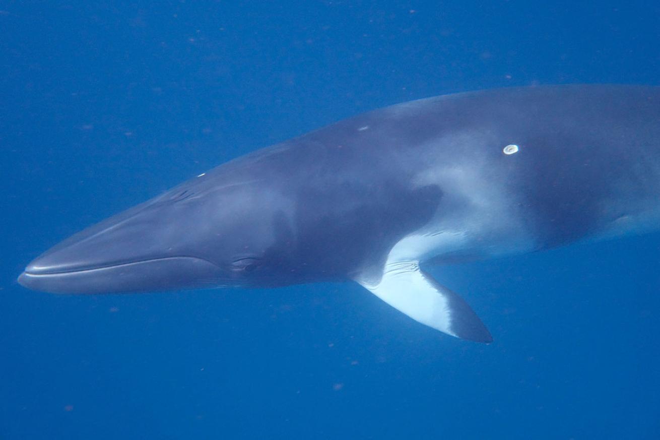 Minke Whale Australia