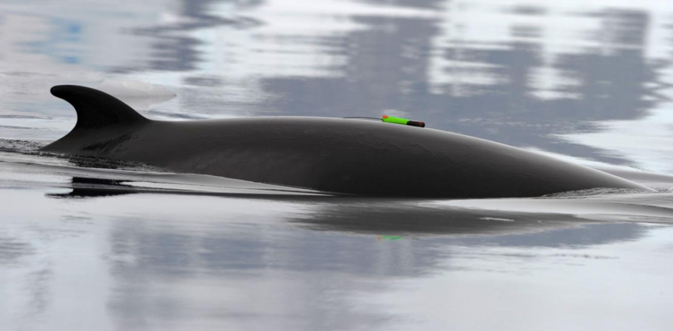 tagged minke whale