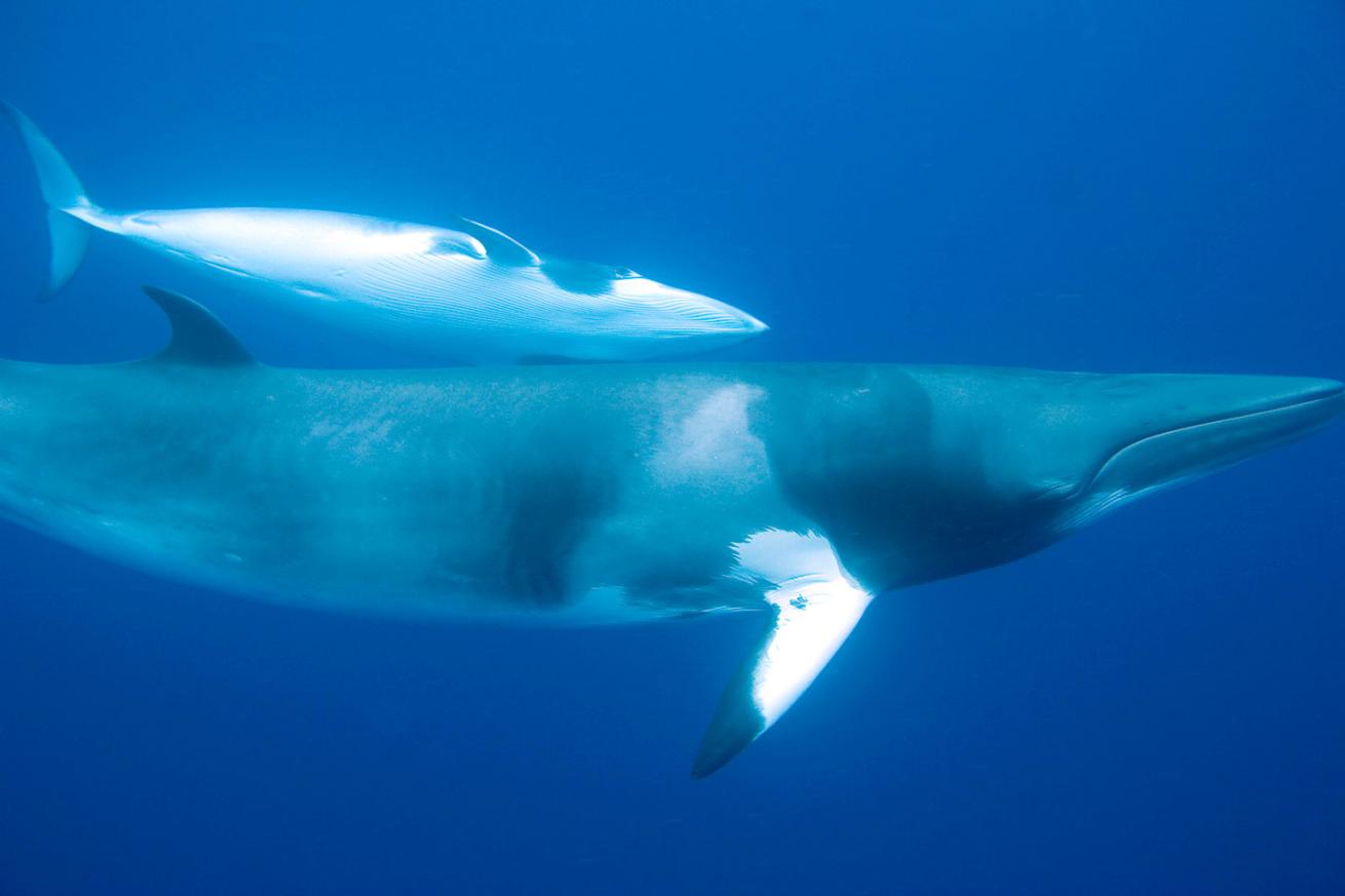 minke whales