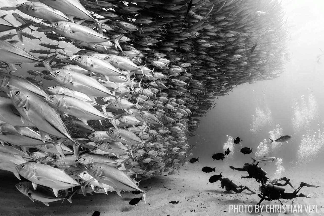Black and white schooling fish underwater photo
