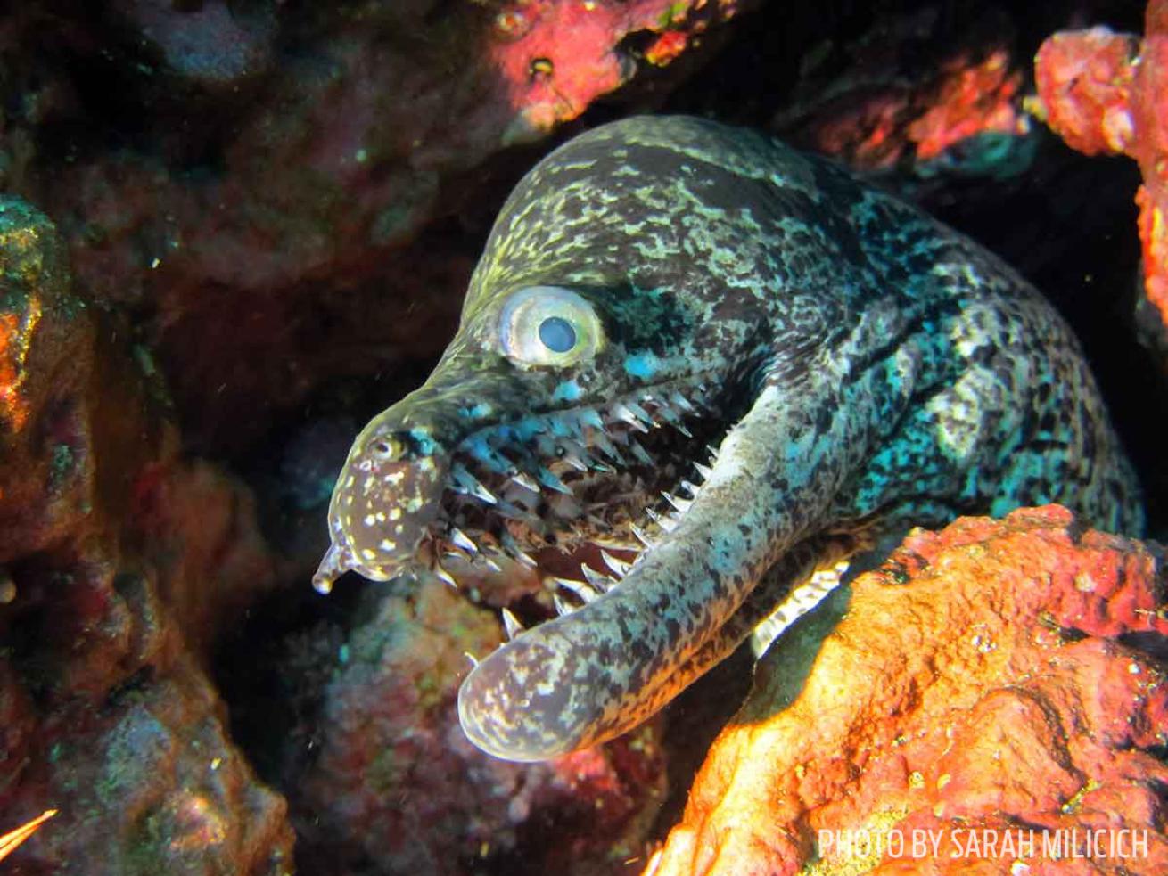 moray eel new zealand