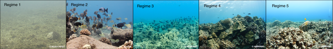 scientific coral study
