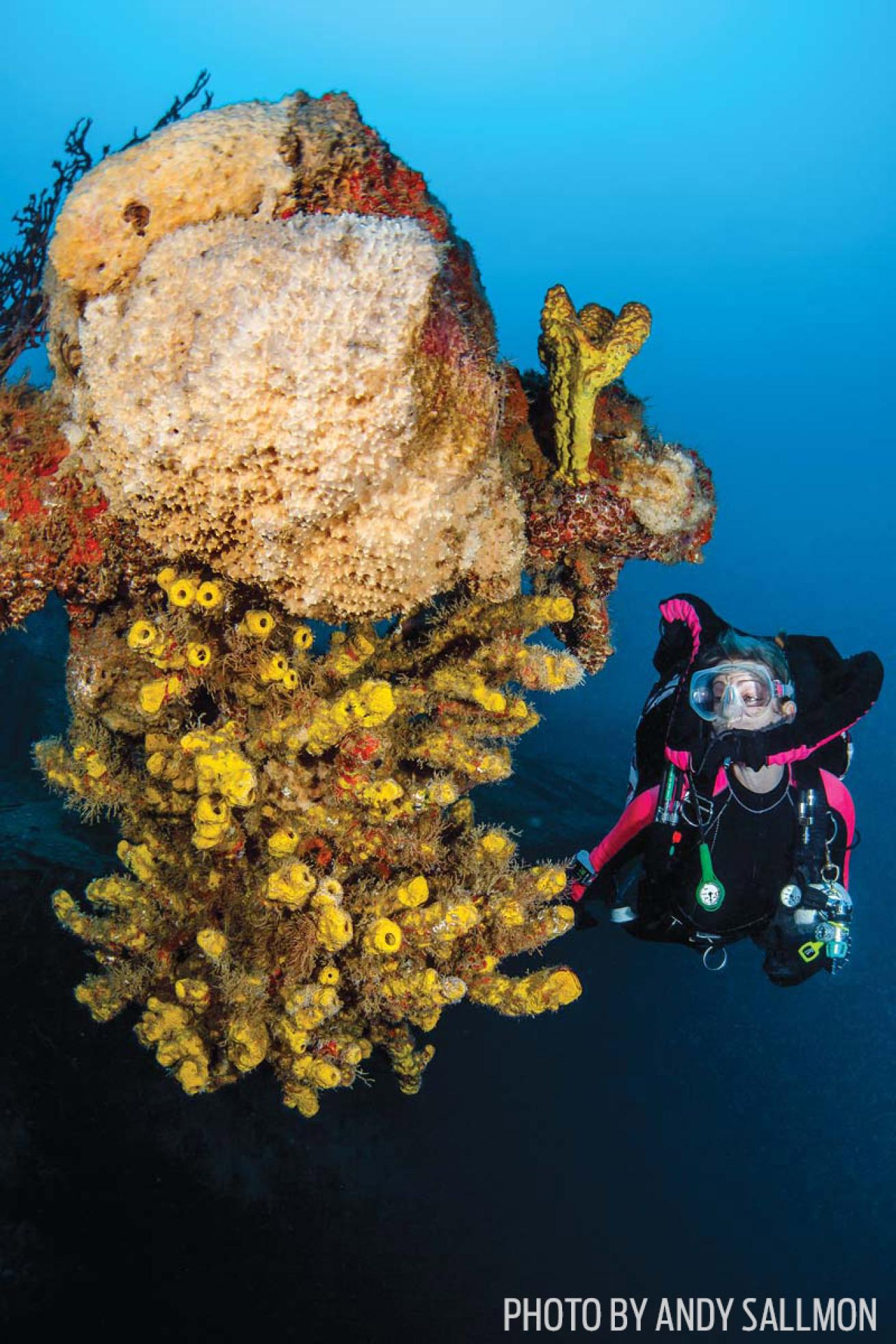 Scuba diver inspects coral growth on the wreck of the M/V Bianca C in Grenada