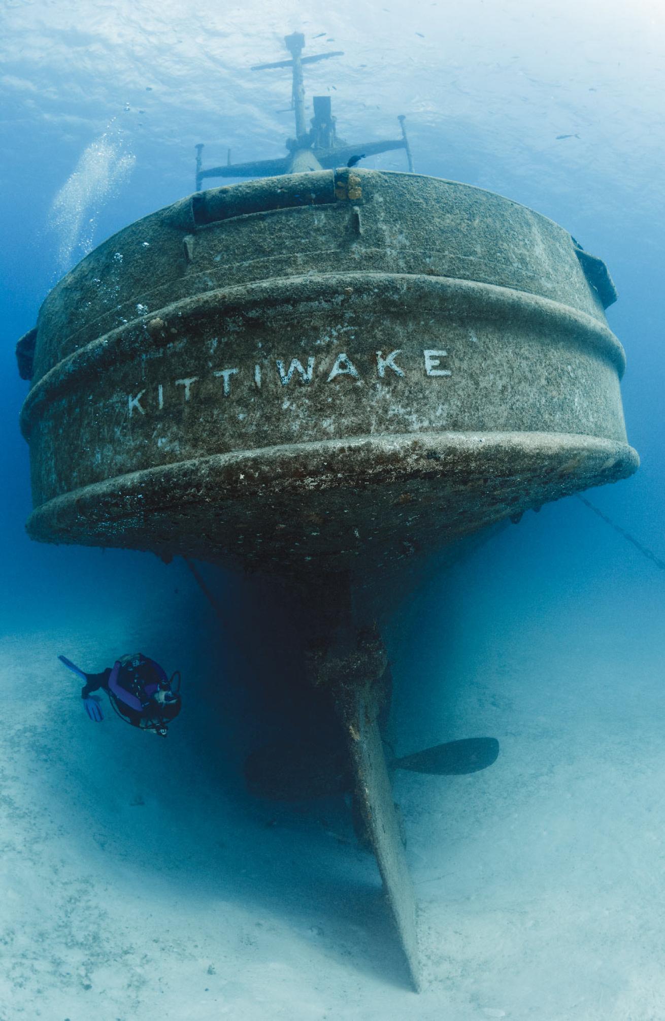 The Kittiwake