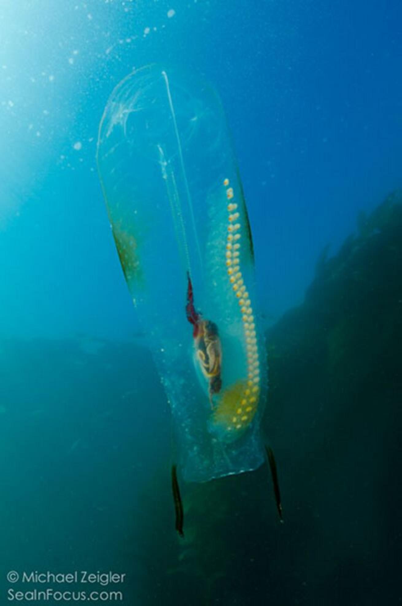 Solo Salp
