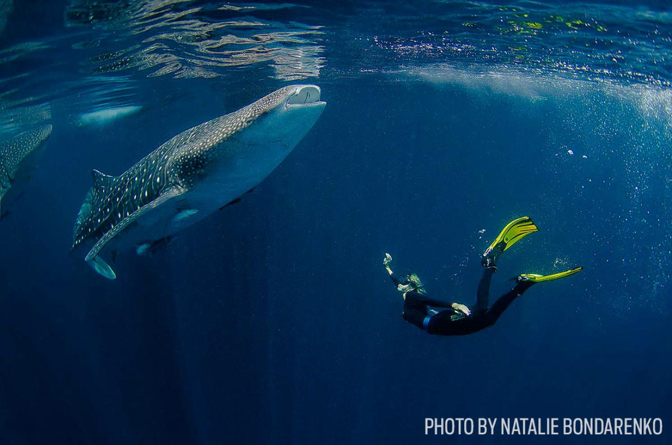 whale shark photo
