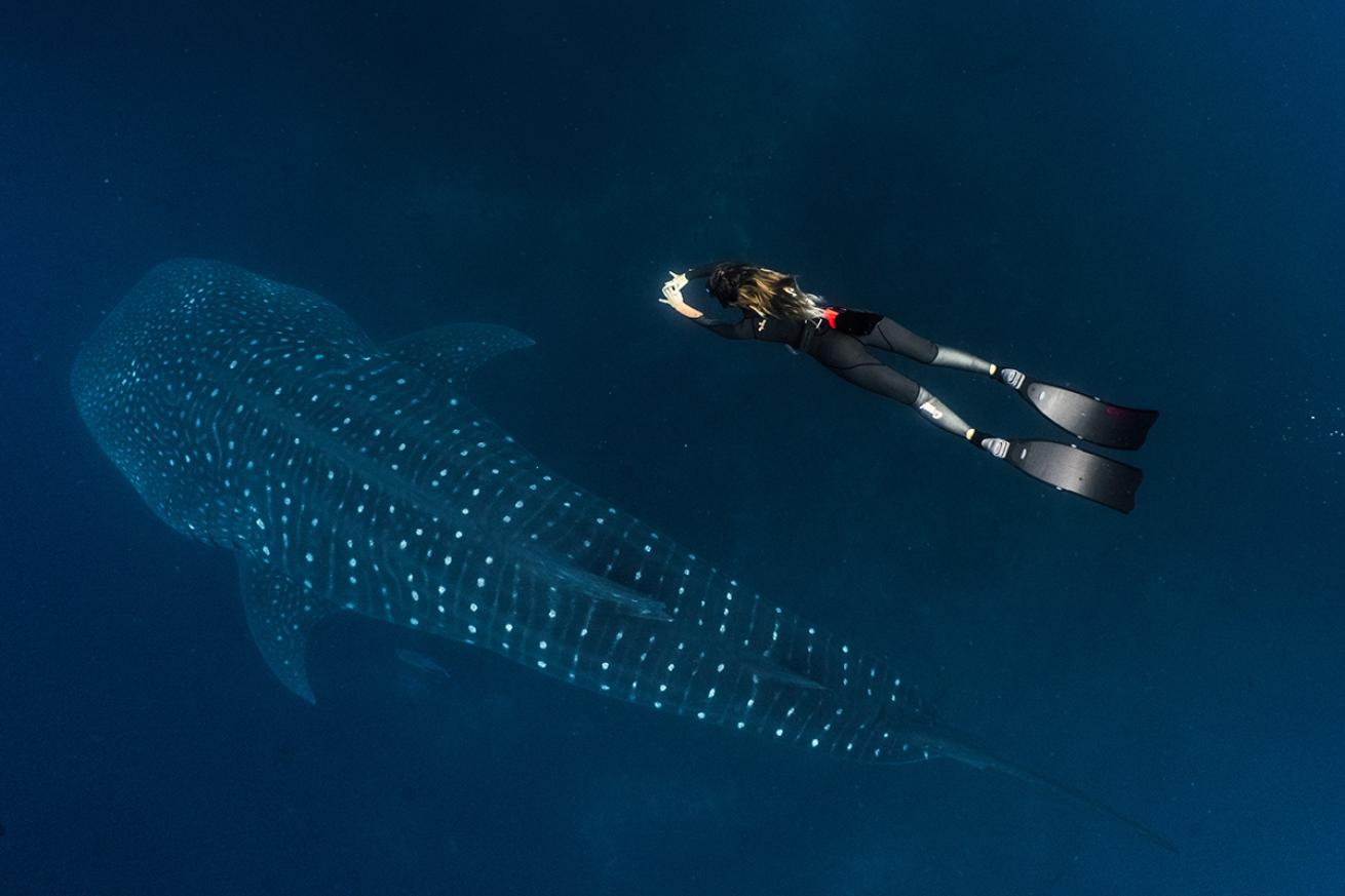 whale shark freediver galapagos