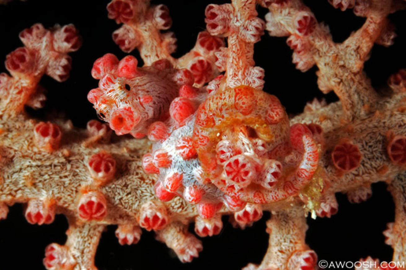 Raja Ampat underwater photography 