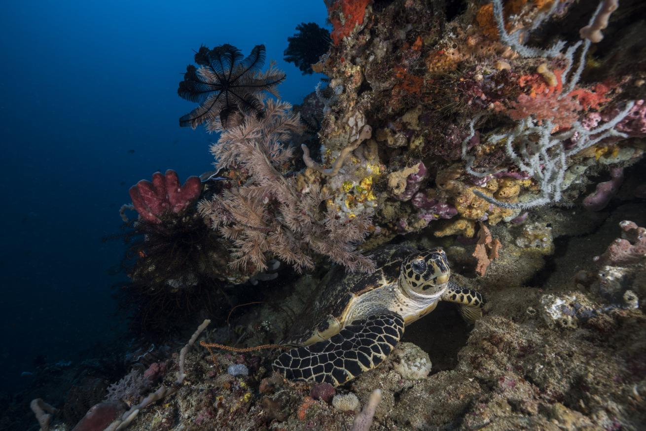 Sea Turtle Underwater
