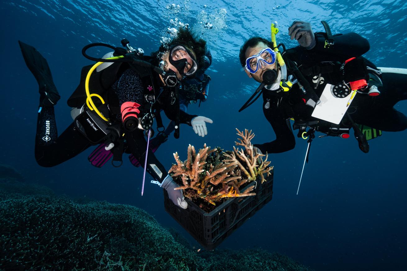 Indonesia Coral Restoration