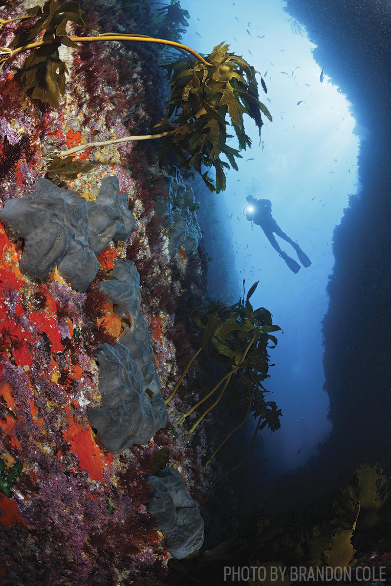 new zealand scuba diving
