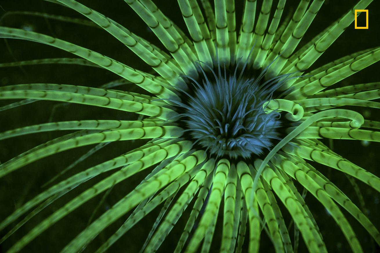 2017 National Geographic Nature Photographer of the Year
