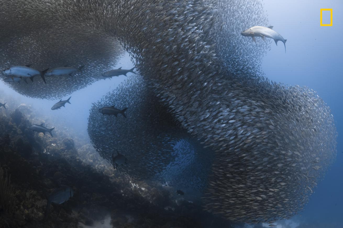2017 National Geographic Nature Photographer of the Year