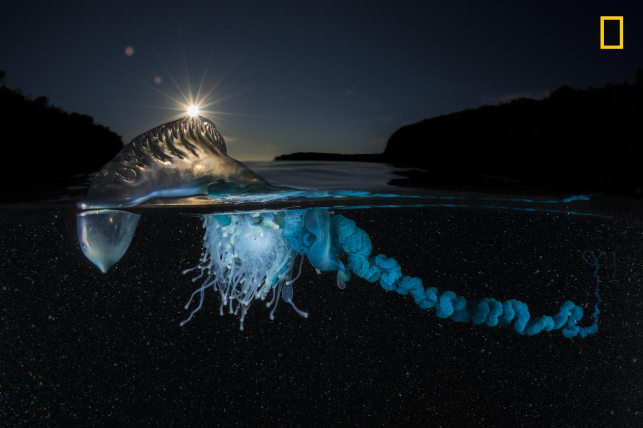 2017 National Geographic Nature Photographer of the Year