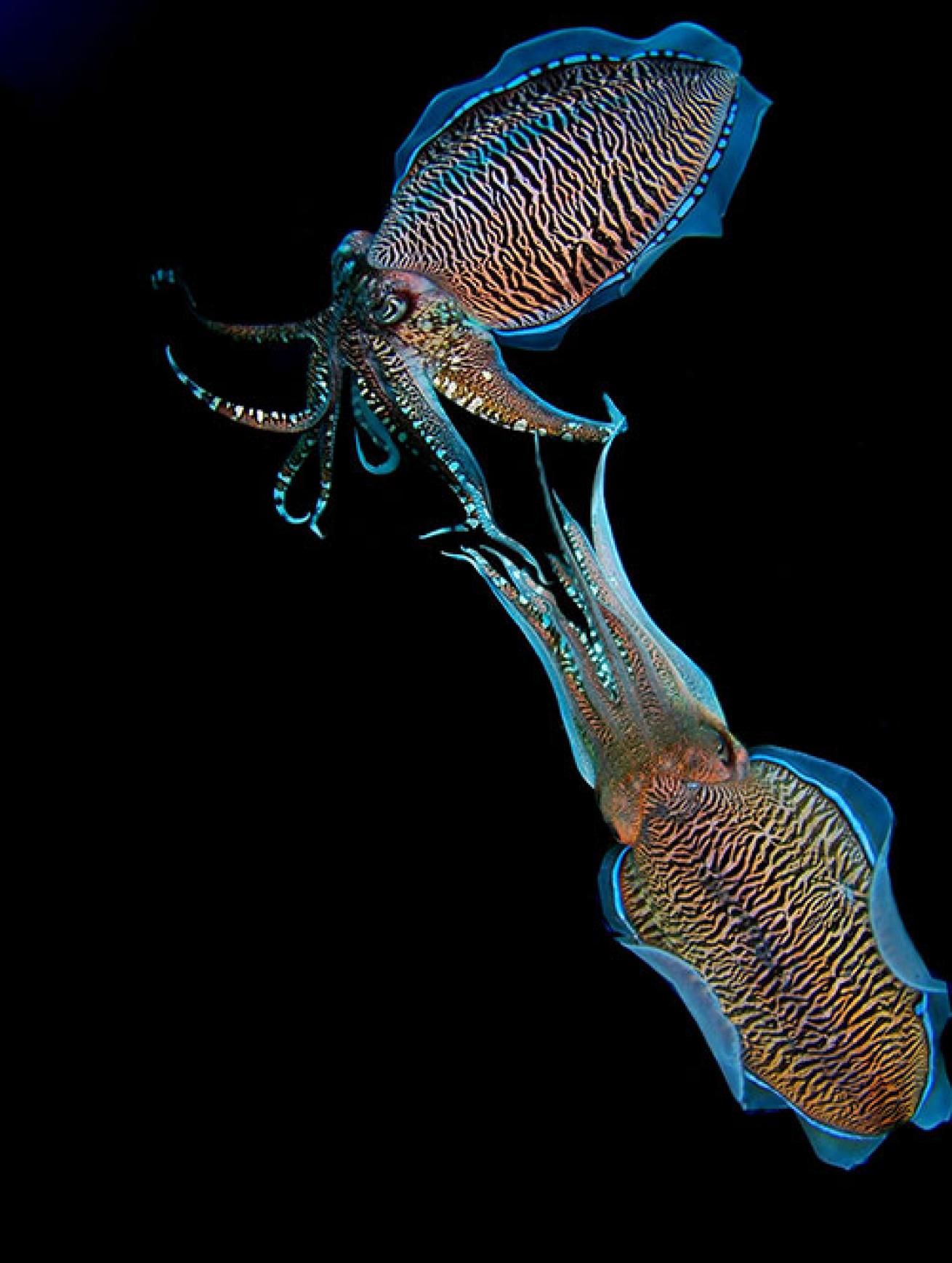 pharaoh cuttlefish