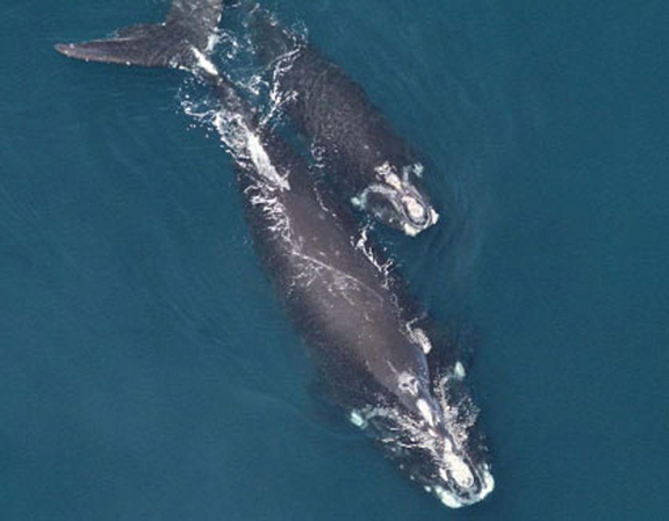 North American right whale mother and calf