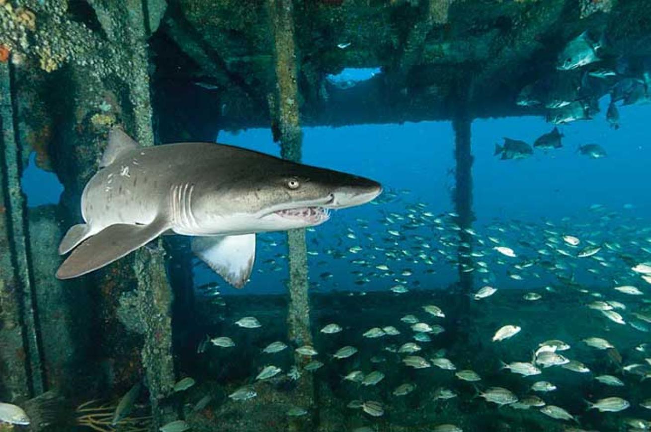 north carolina scuba diving