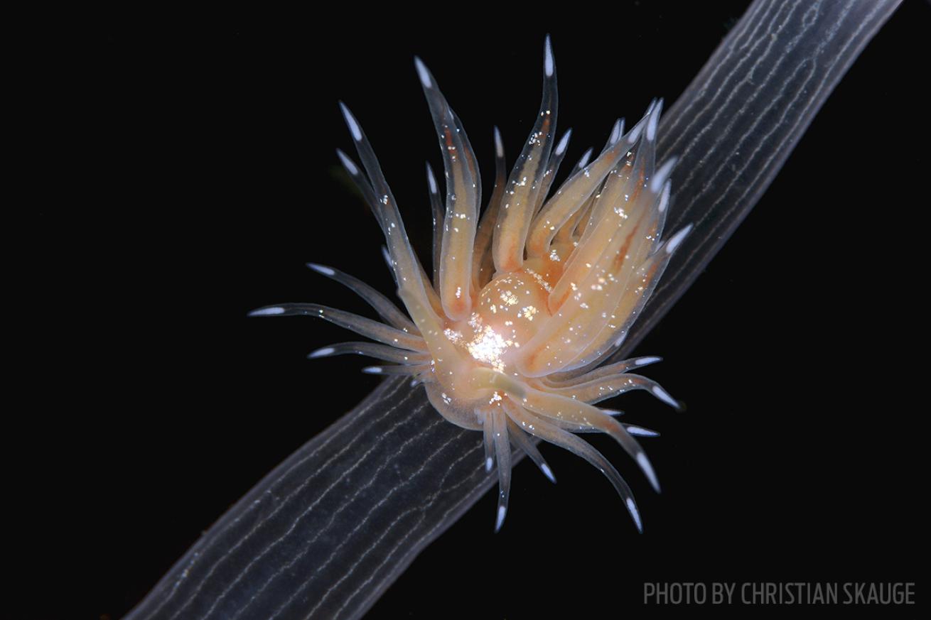nudibranch discovery