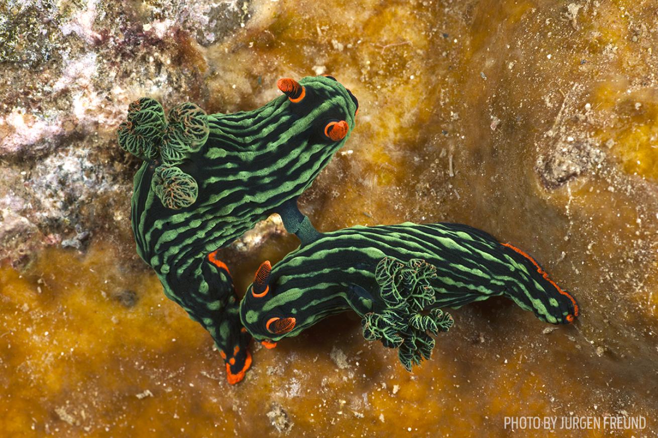 nudibranch meeting
