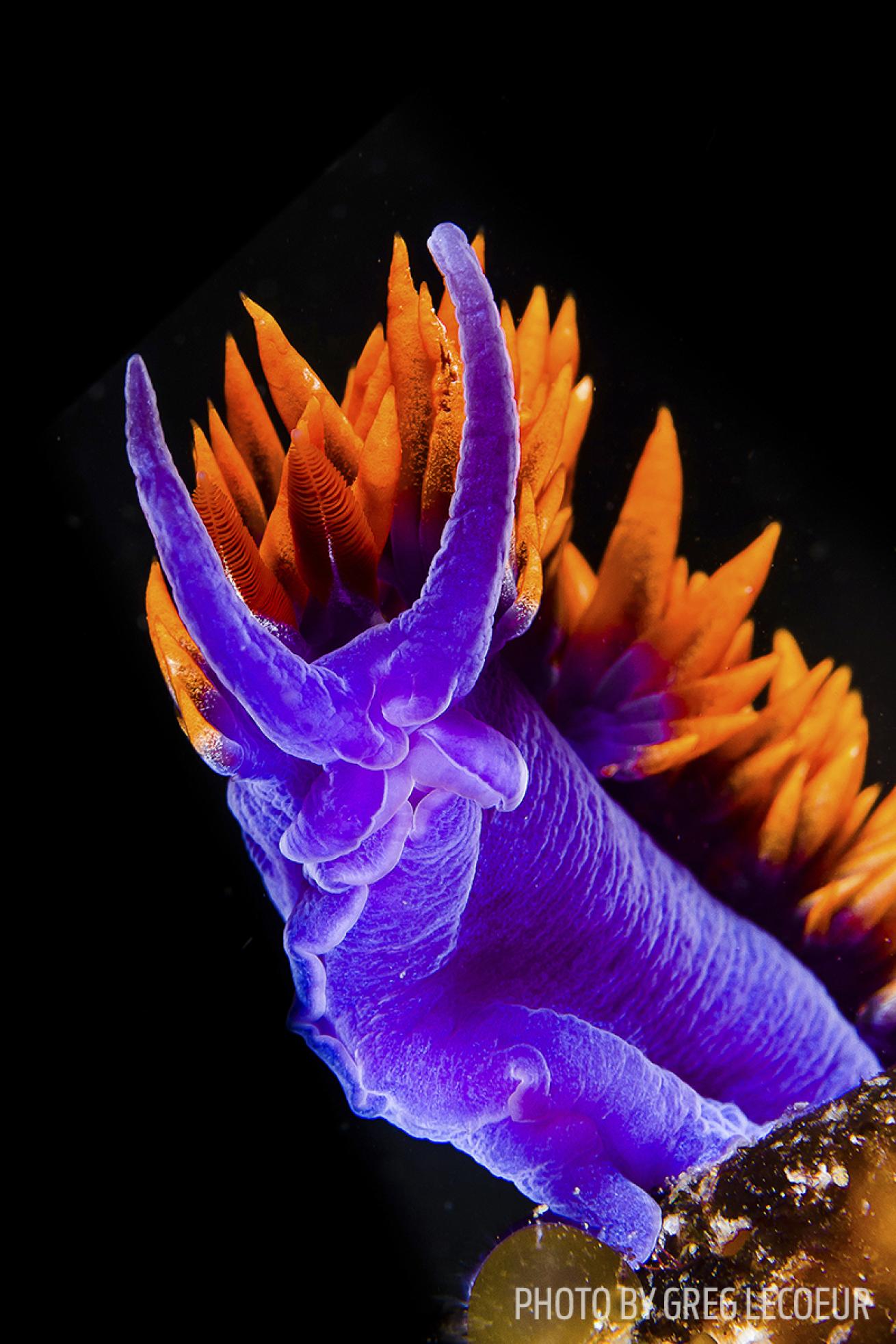 nudibranch teeth anatomy