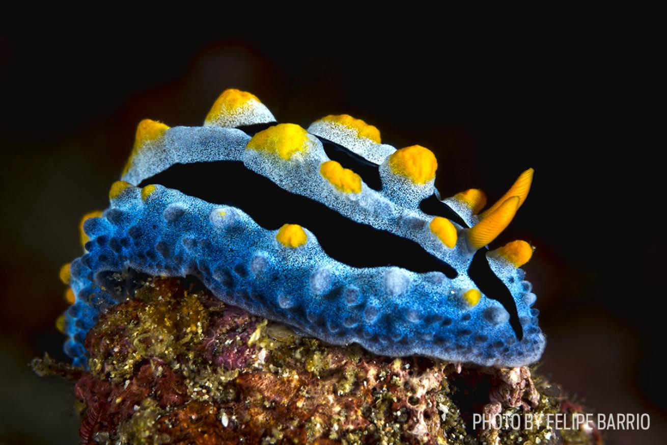 nudibranch secrete acid
