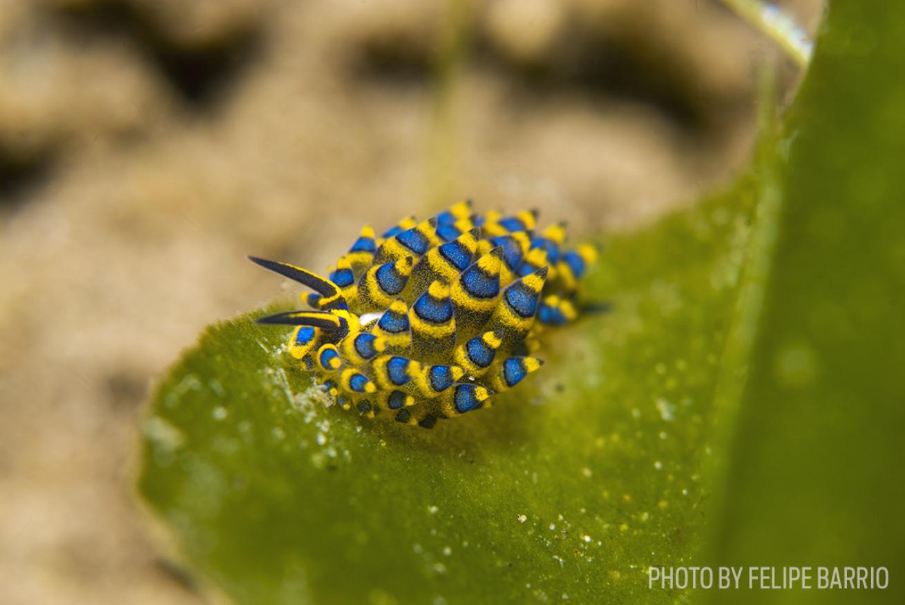 nudibranch length photo