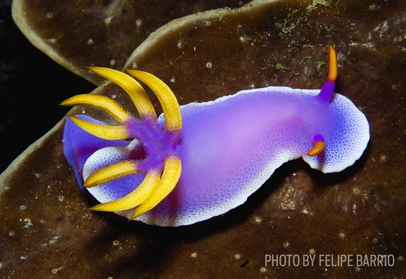 nudibranch rhinophores