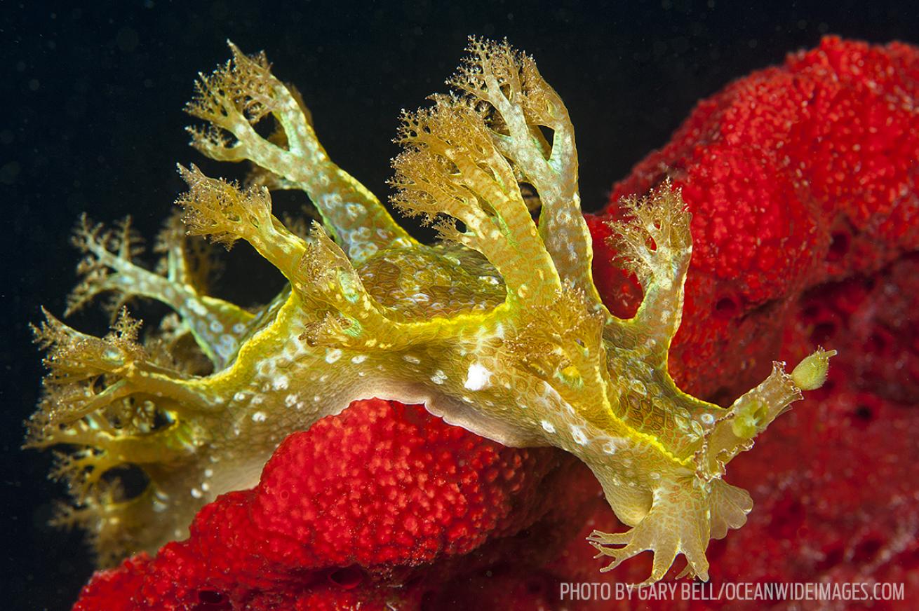 nudibranch marionias