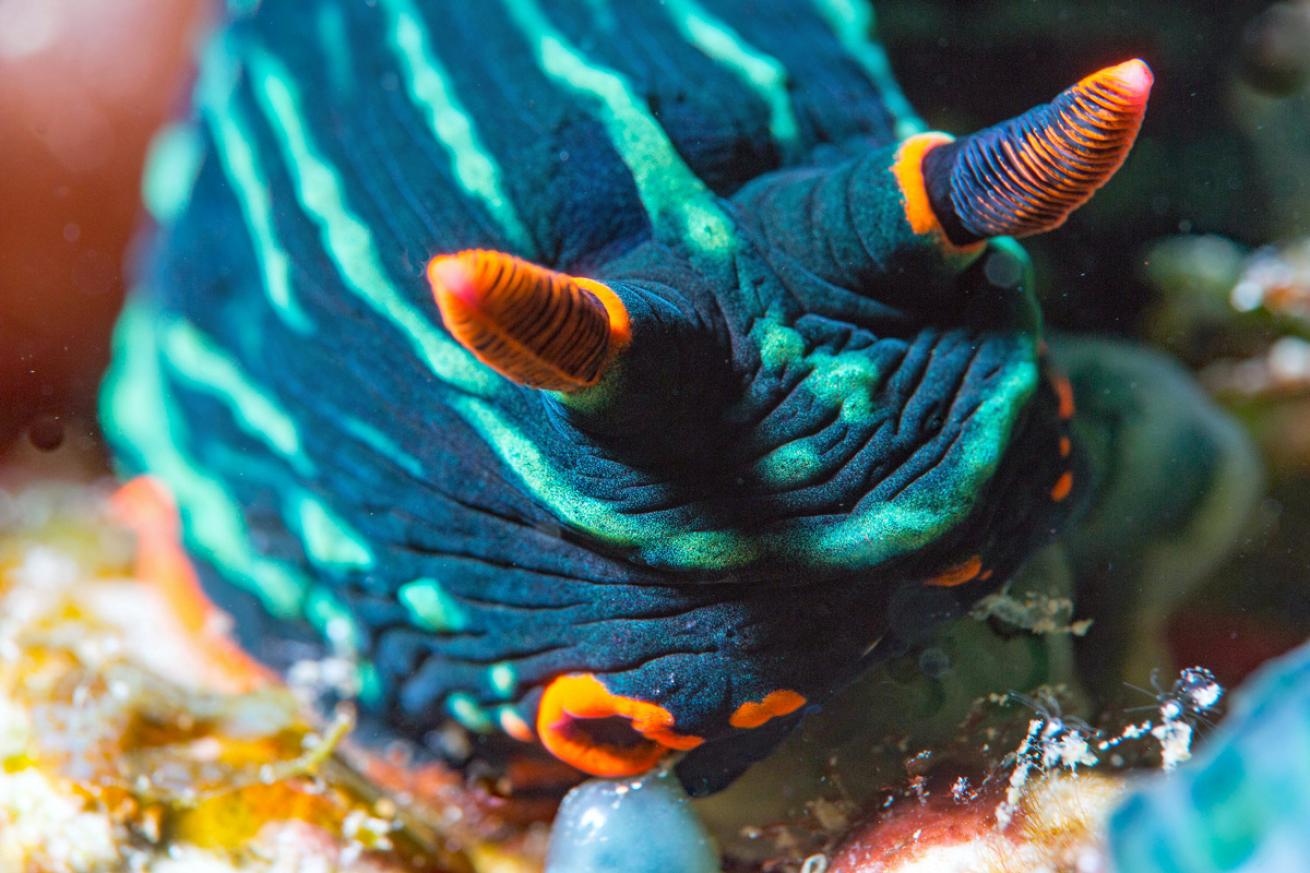 nudibranch underwater photography